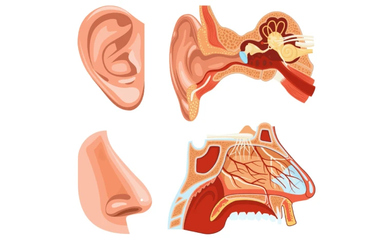 Mittelohrentzündung (Otitis media)